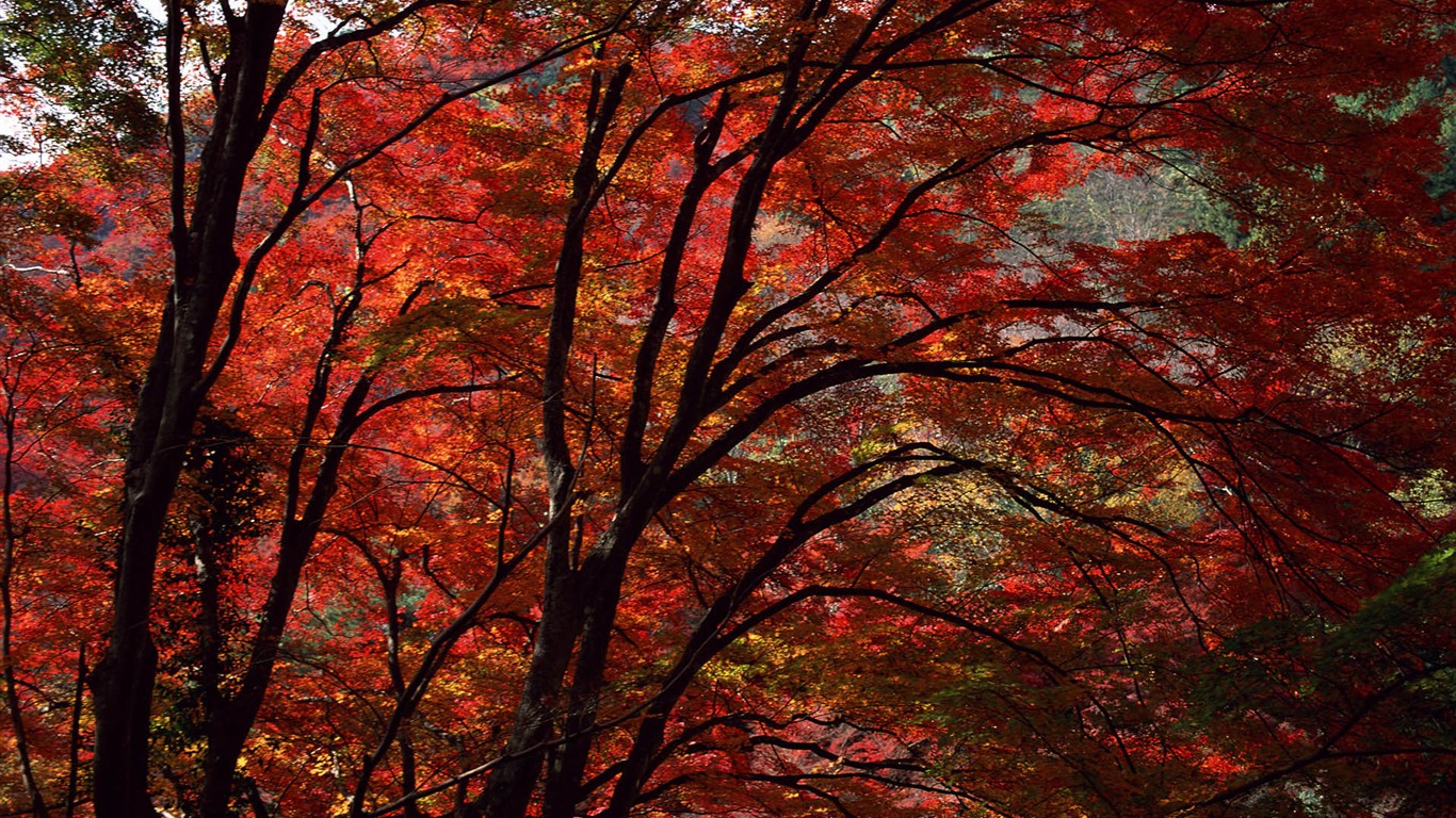 紅葉高清壁紙專輯 #38 - 1366x768