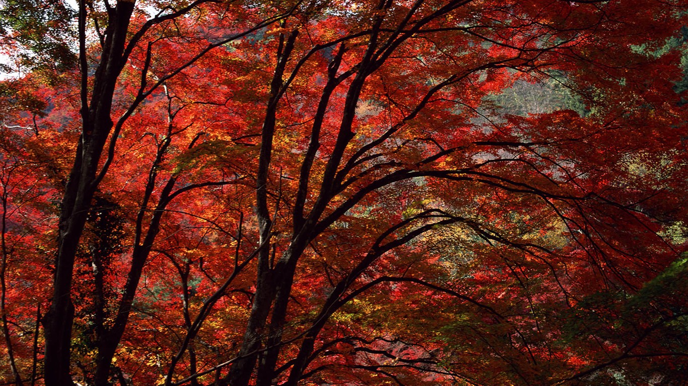 Leaves HD Wallpapers Album #38 - 1366x768