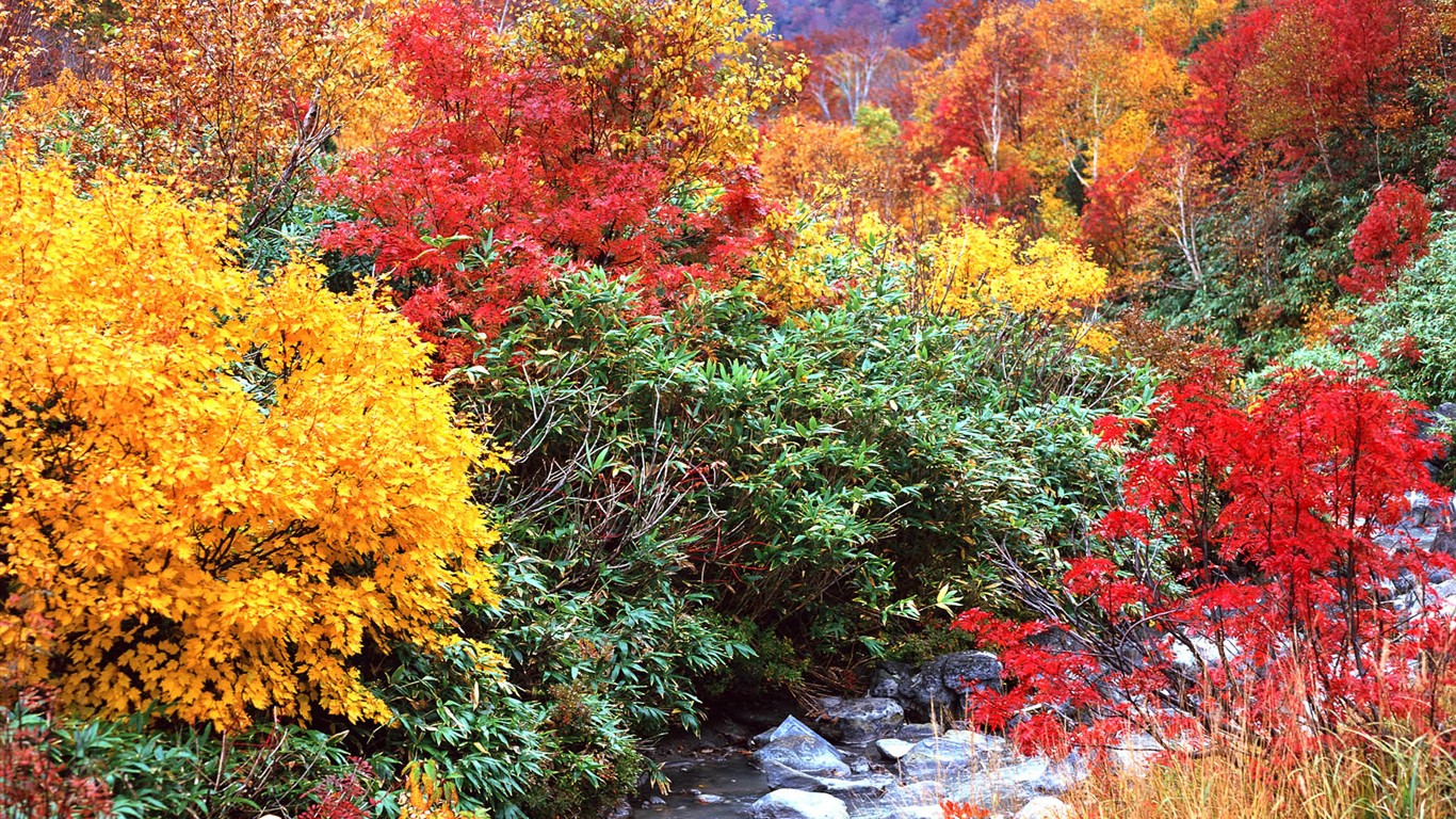 紅葉高清壁紙專輯 #39 - 1366x768