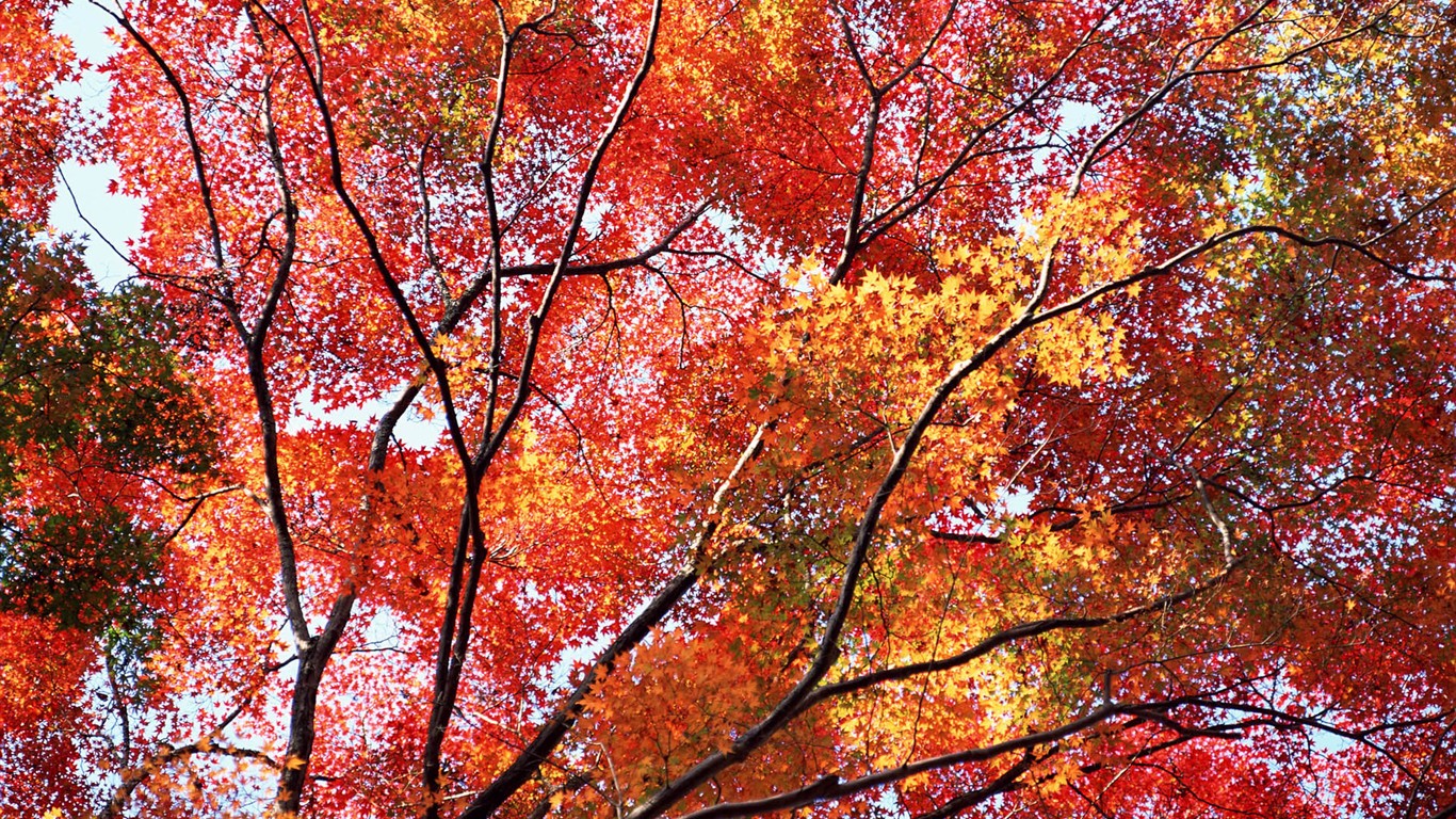 Leaves HD Wallpapers Album #40 - 1366x768