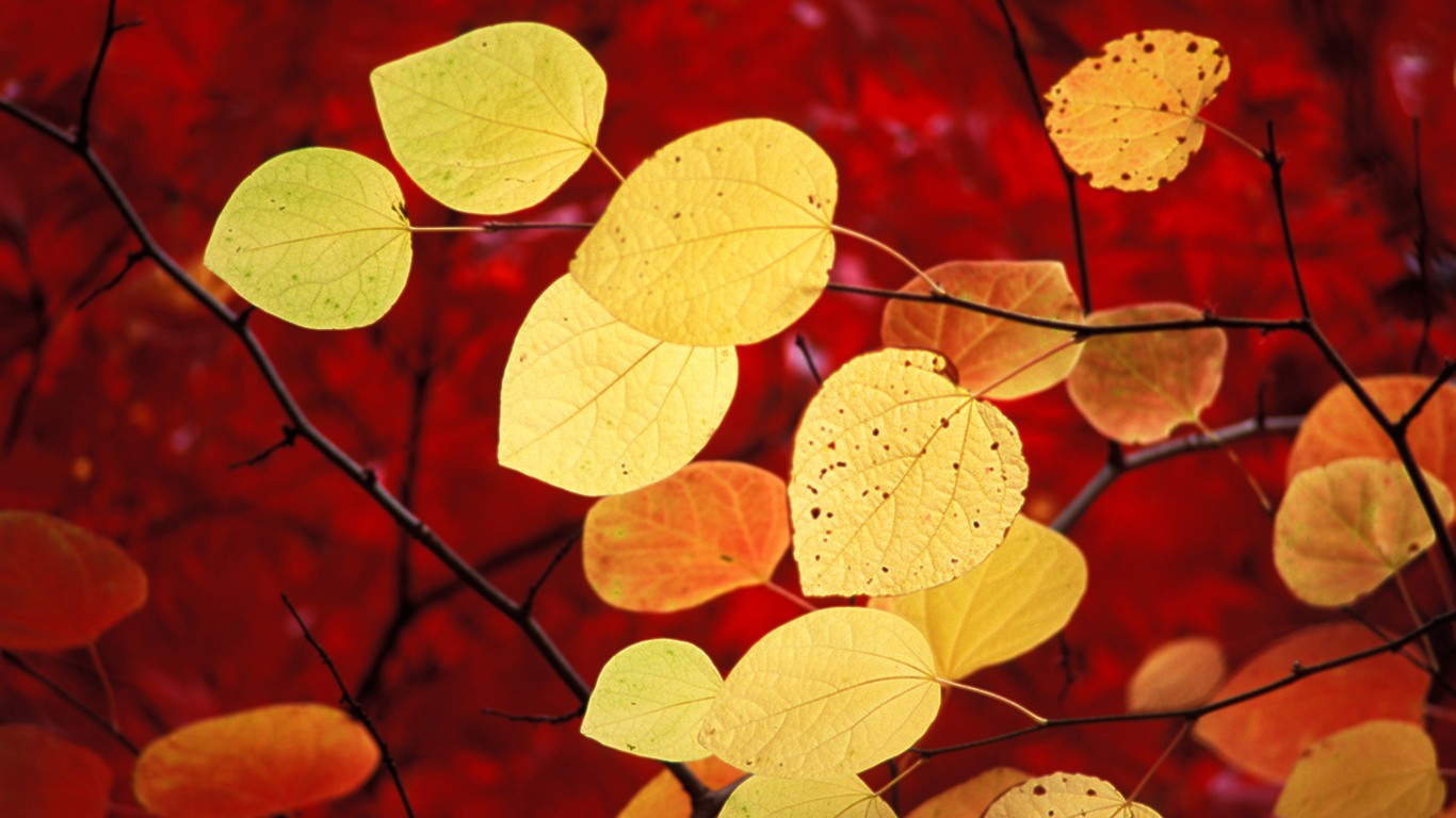 Windows7 system comes with wallpaper #1 - 1366x768