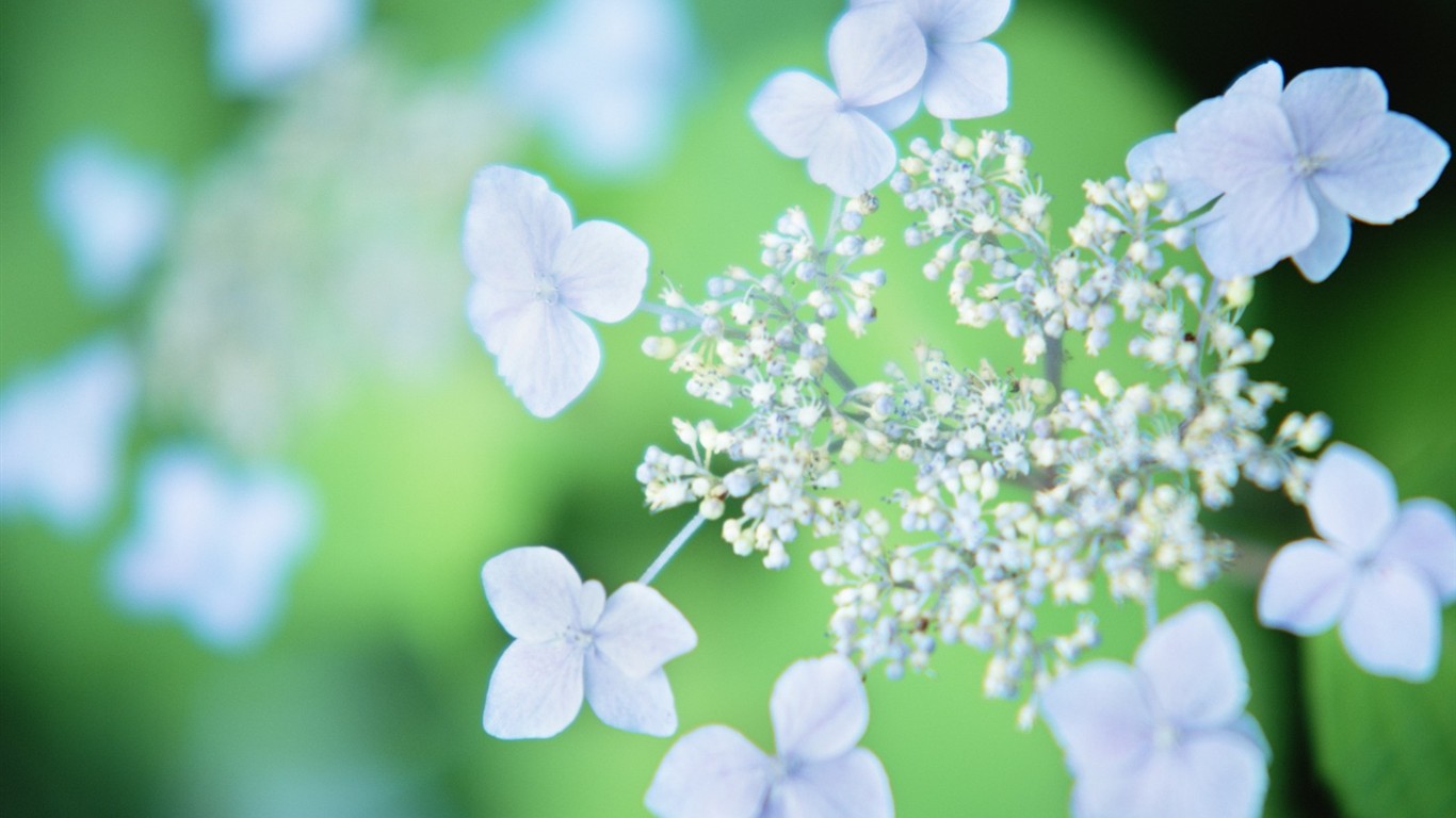 Enfoque suave flor de Escritorio #1 - 1366x768