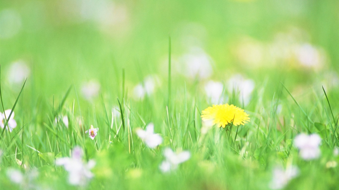 柔焦朦朧浪漫花卉壁紙 #4 - 1366x768
