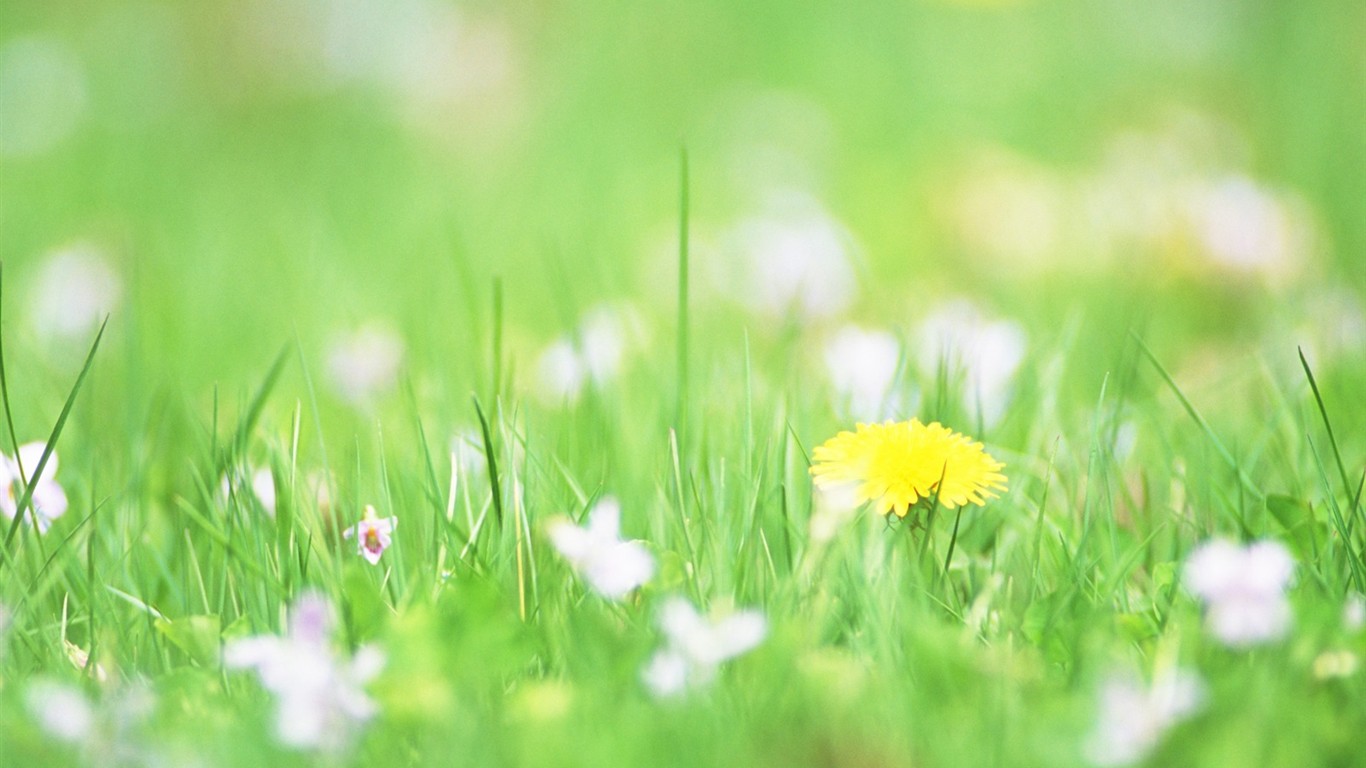 Enfoque suave flor de Escritorio #4 - 1366x768