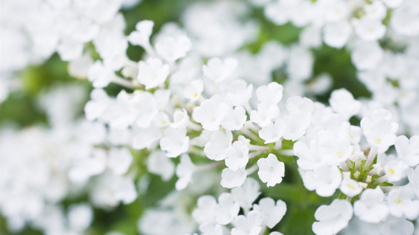 Soft Focus Flower Wallpaper #6 - 1366x768