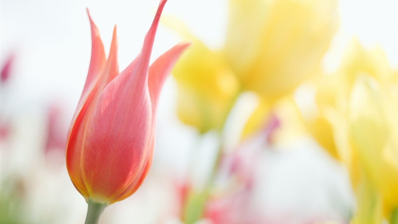 Enfoque suave flor de Escritorio #7 - 1366x768