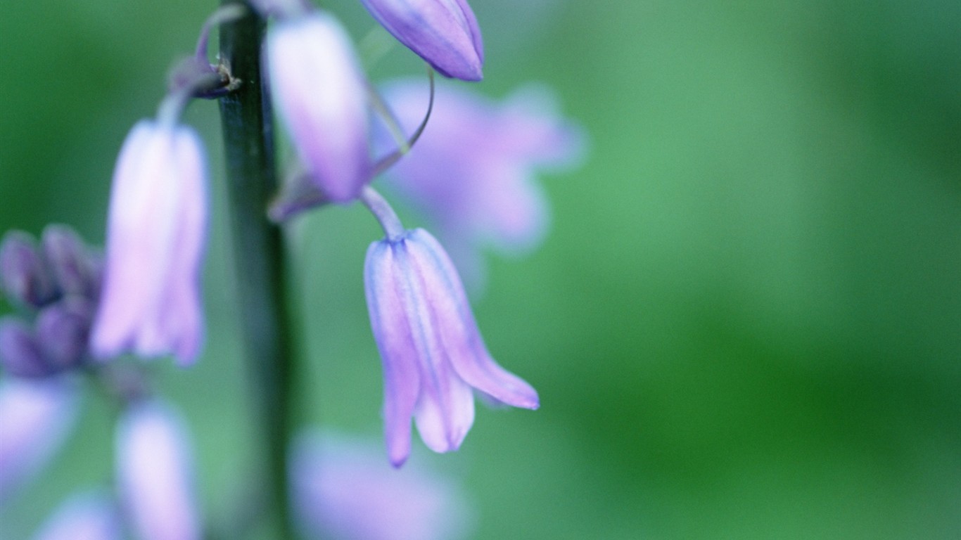 Soft Focus Flower Wallpaper #8 - 1366x768