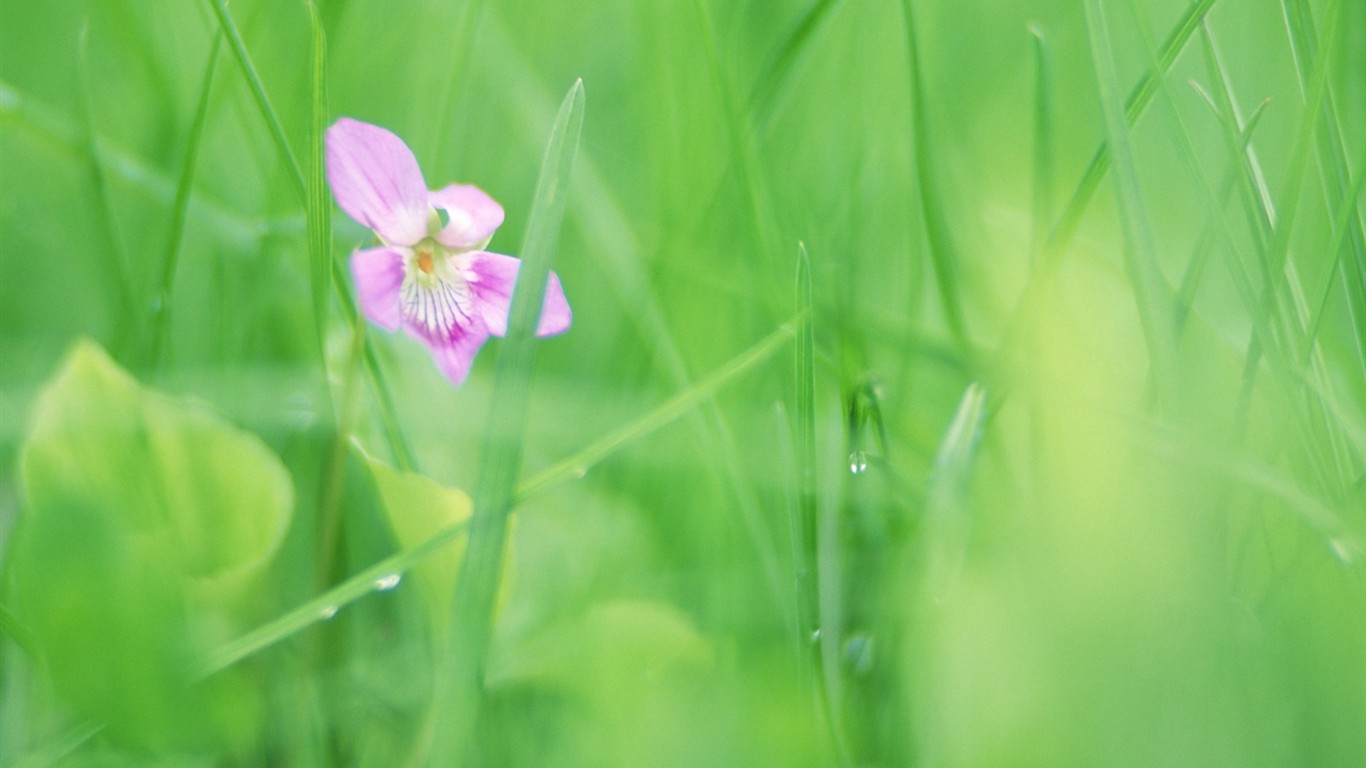 Soft Focus Flower Wallpaper #9 - 1366x768