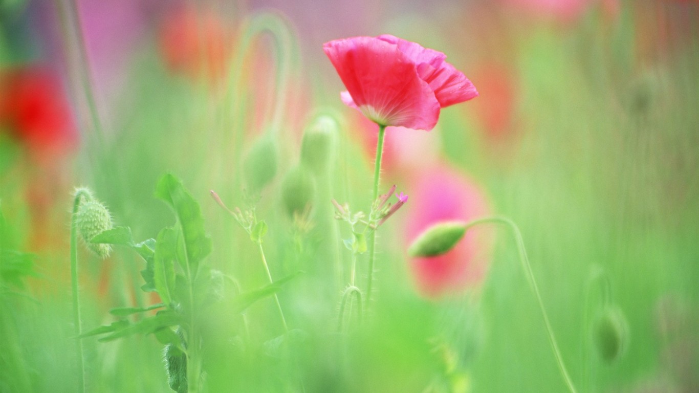 Soft Focus květina Tapeta #10 - 1366x768