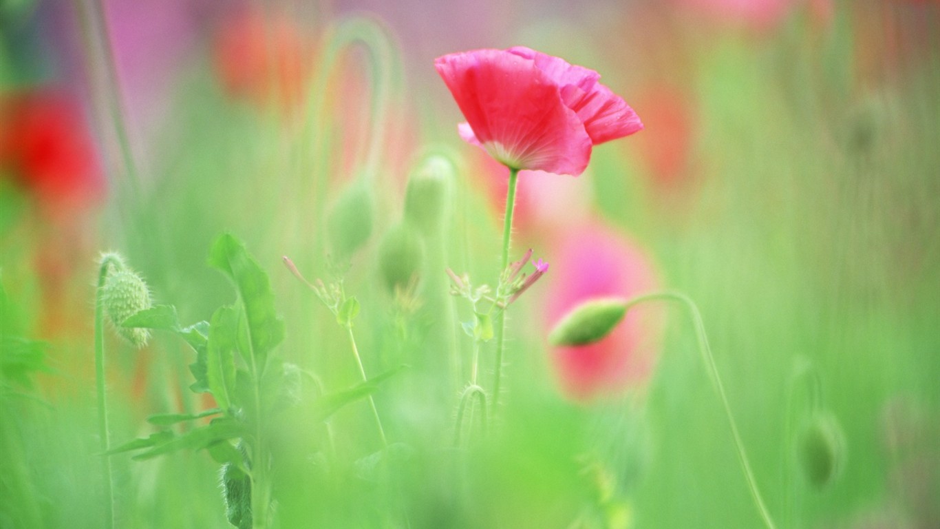 Enfoque suave flor de Escritorio #10 - 1366x768