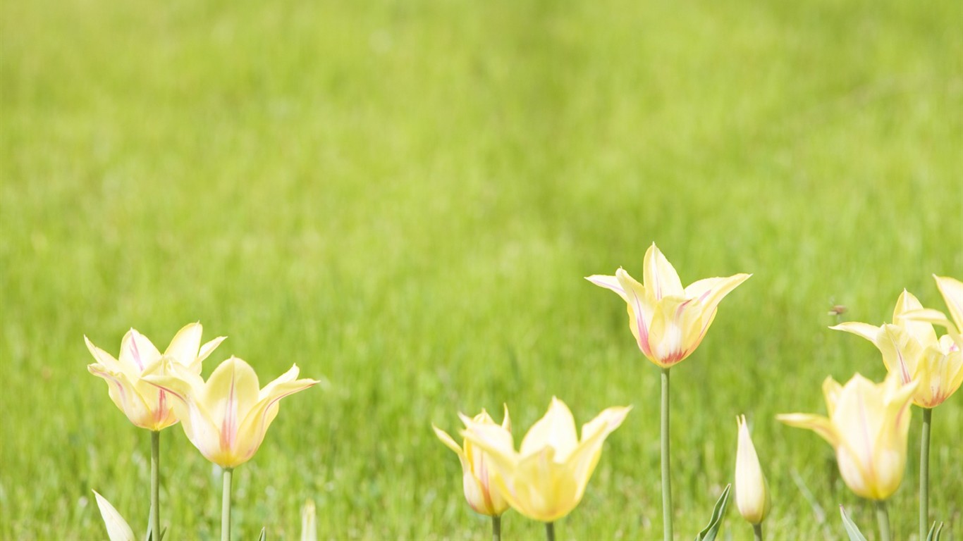 Enfoque suave flor de Escritorio #11 - 1366x768