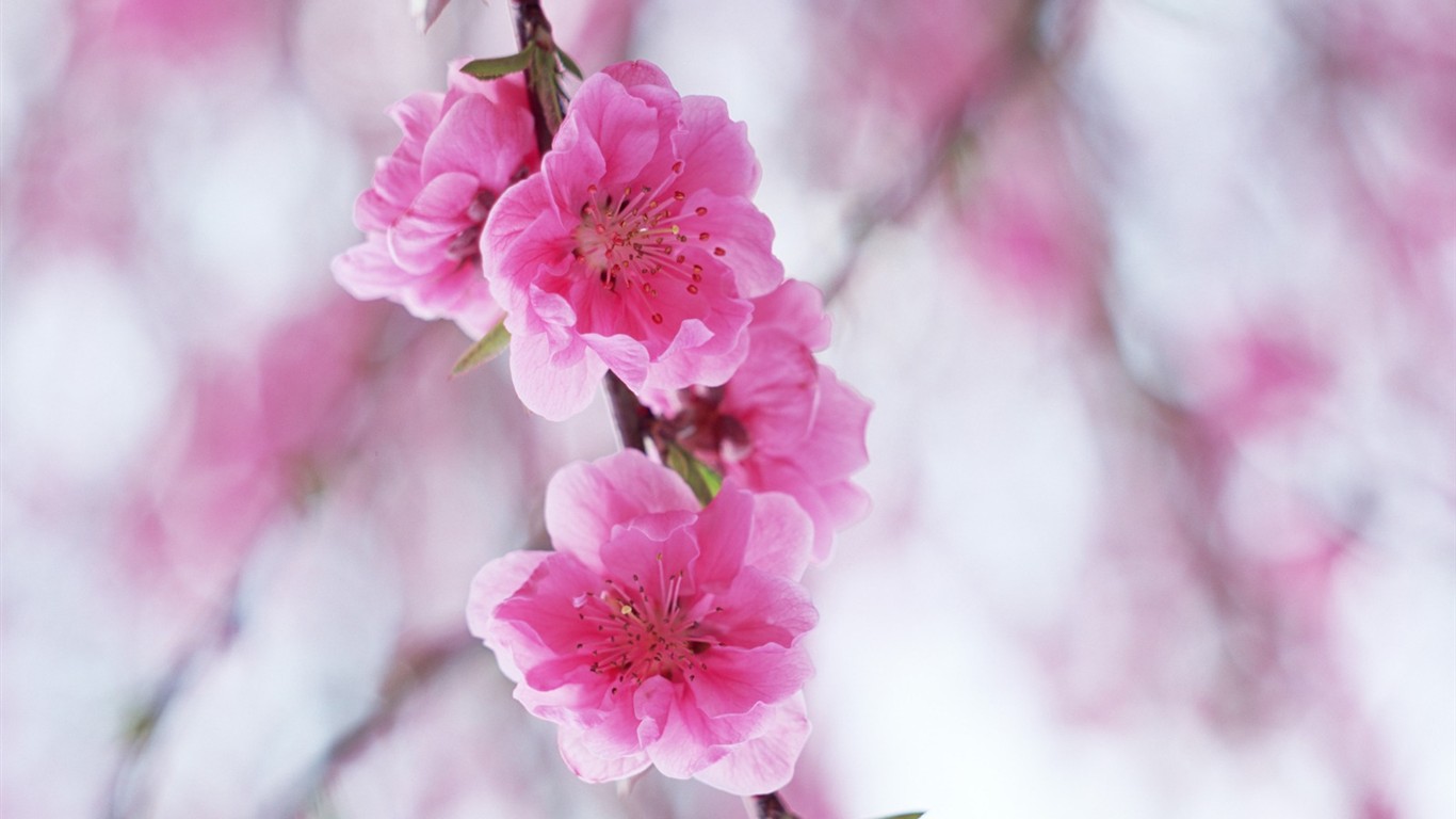 Enfoque suave flor de Escritorio #13 - 1366x768