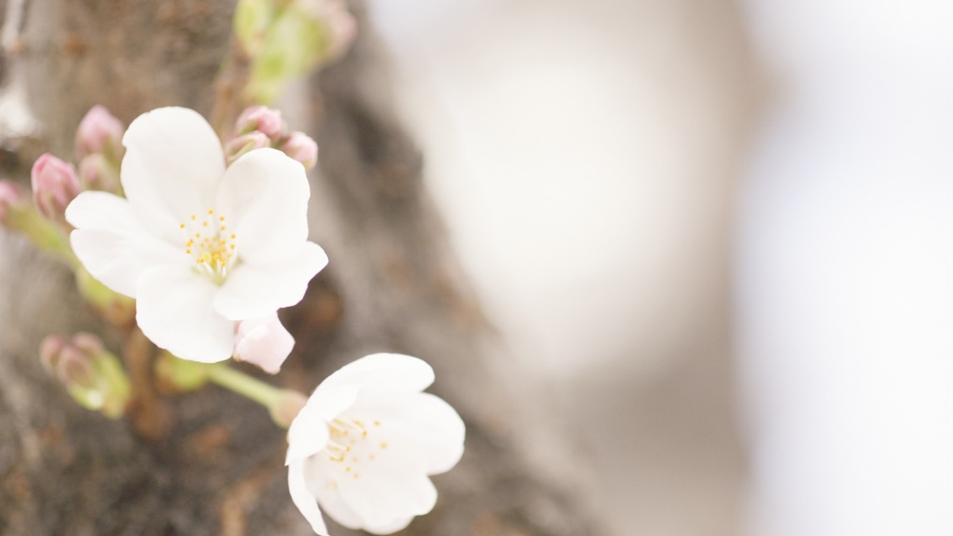 Soft Focus Flower Wallpaper #14 - 1366x768