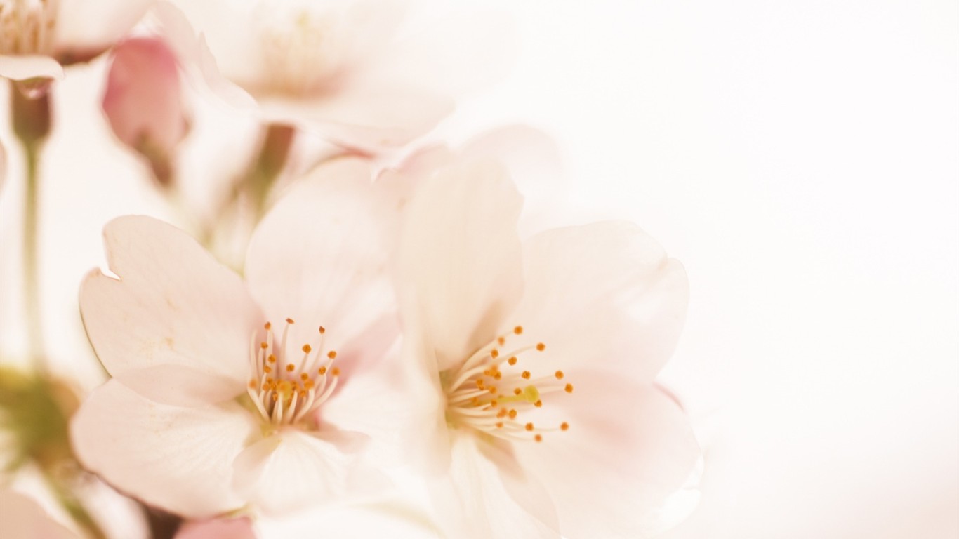 柔焦朦朧浪漫花卉壁紙 #15 - 1366x768