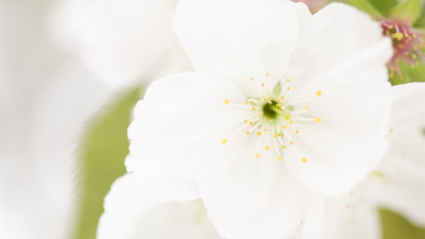 Enfoque suave flor de Escritorio #16 - 1366x768