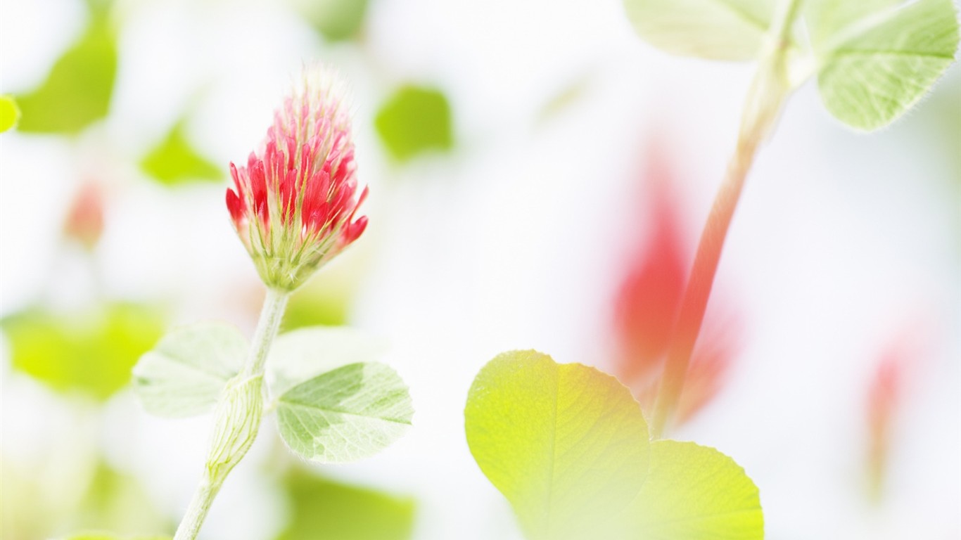 Soft Focus Flower Wallpaper #17 - 1366x768