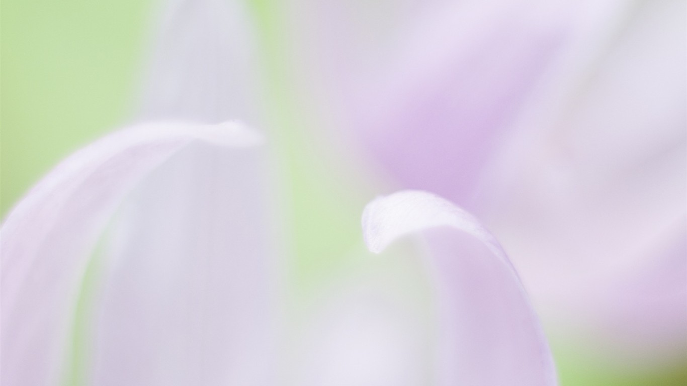 柔焦朦朧浪漫花卉壁紙 #19 - 1366x768