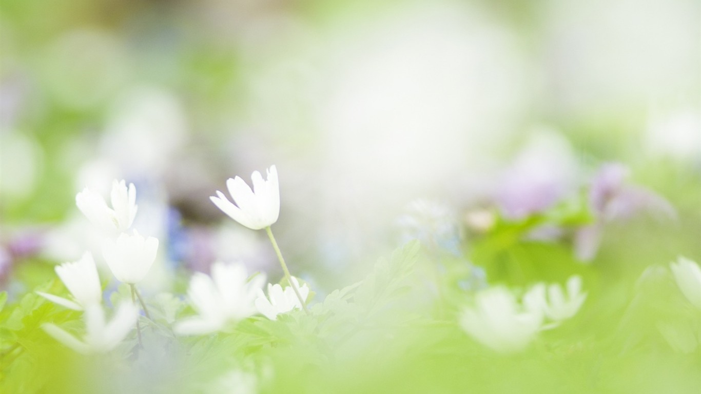柔焦朦朧浪漫花卉壁紙 #20 - 1366x768