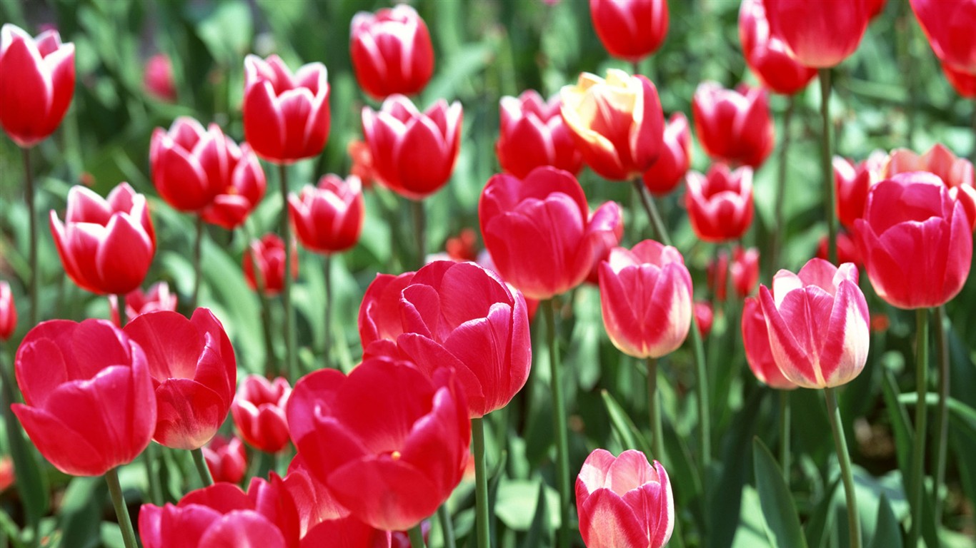 Tulip HD Wallpapers Album #1 - 1366x768