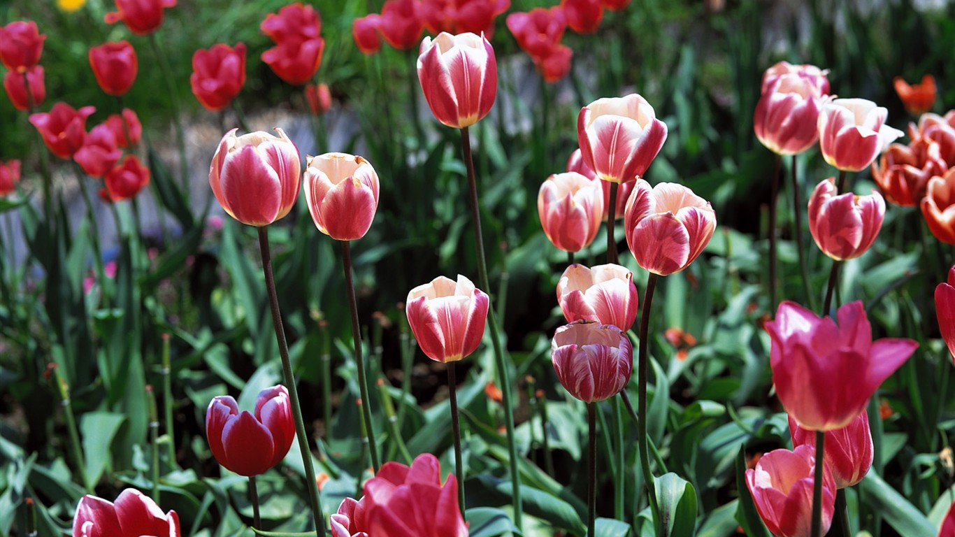 Tulip HD Album Fonds d'écran #2 - 1366x768