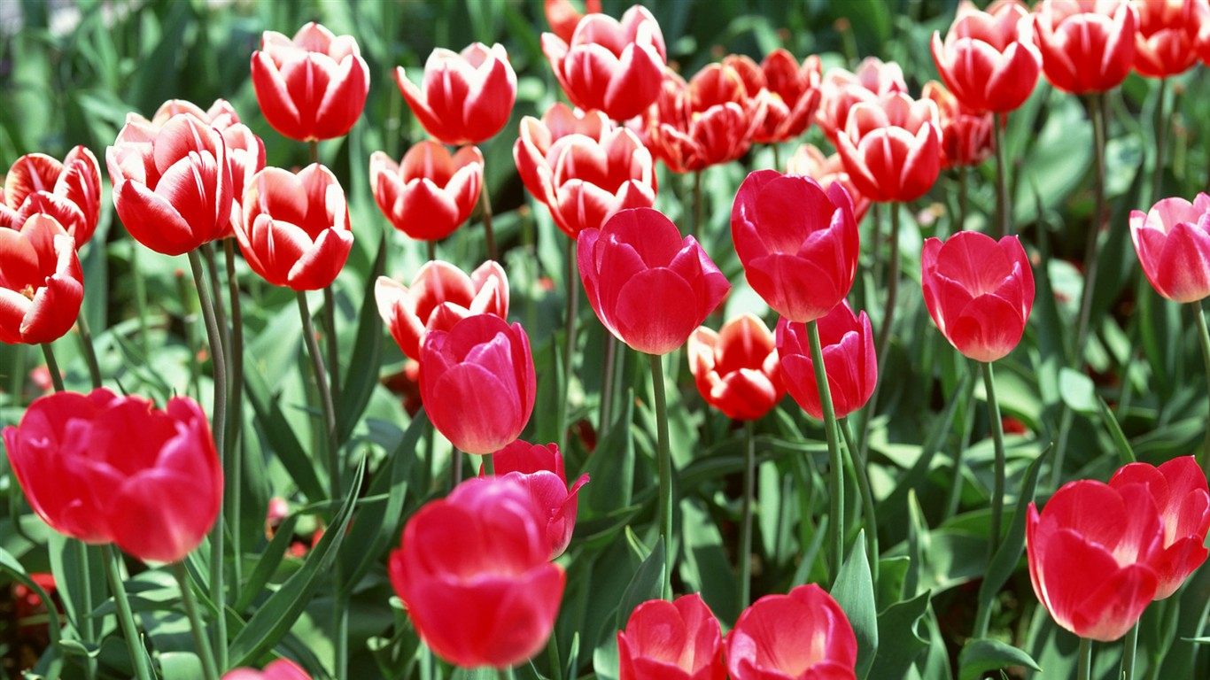 Tulip HD Wallpapers Album #3 - 1366x768