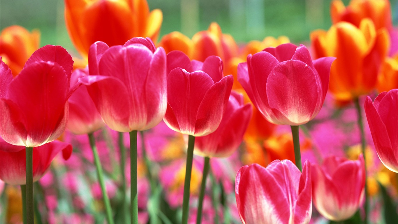 Tulip HD Wallpapers Album #4 - 1366x768