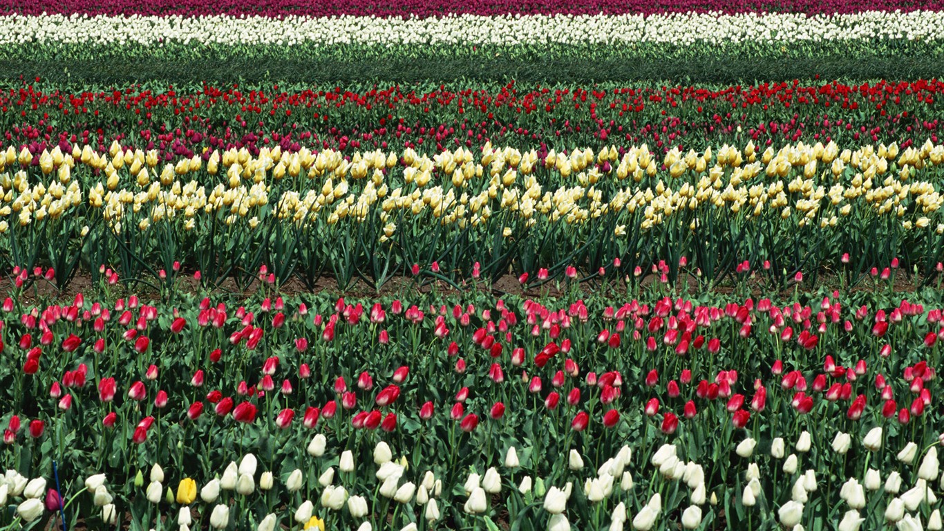 Tulip HD Wallpapers Album #5 - 1366x768