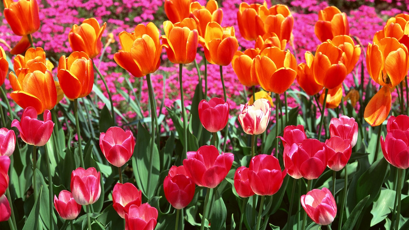Tulip HD Tapety Album #7 - 1366x768