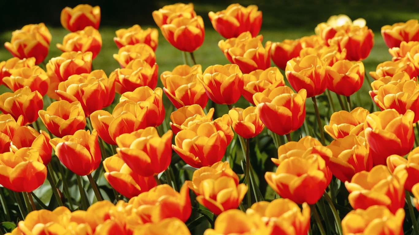 Tulip HD Tapety Album #8 - 1366x768
