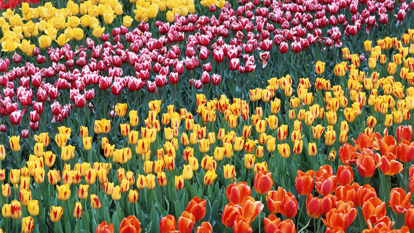 Tulip HD Wallpapers Album #11 - 1366x768