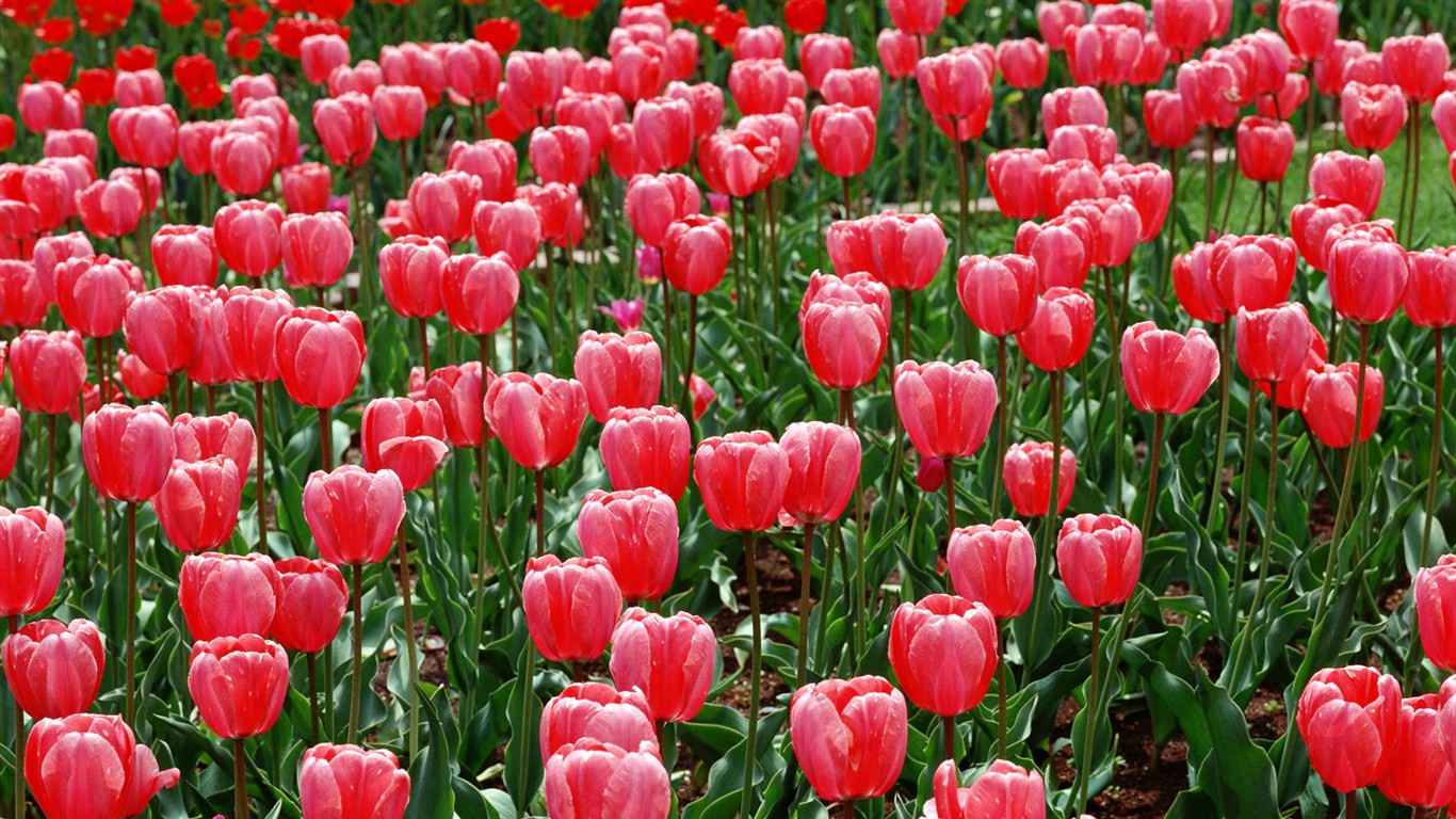 Tulip HD Wallpapers Album #12 - 1366x768