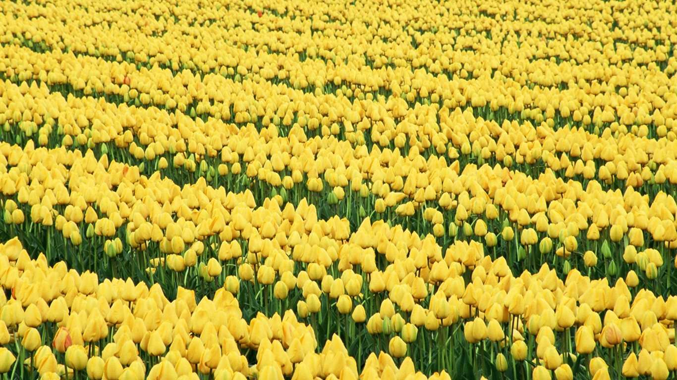 Tulip HD Wallpapers Album #14 - 1366x768