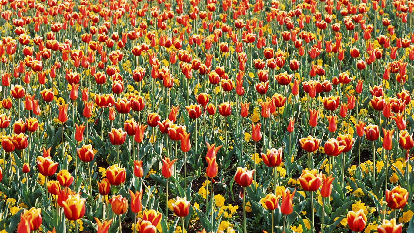 Tulip HD Álbum Fondos de pantalla #15 - 1366x768