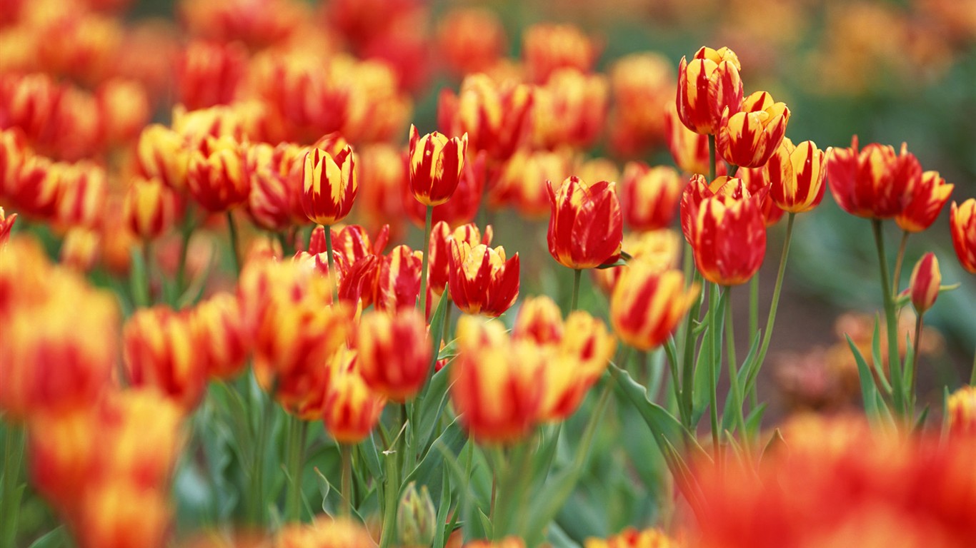 Tulip HD Wallpapers Album #16 - 1366x768