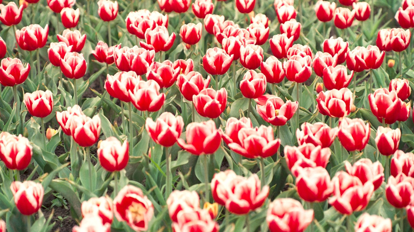 Tulip HD Wallpapers Album #19 - 1366x768