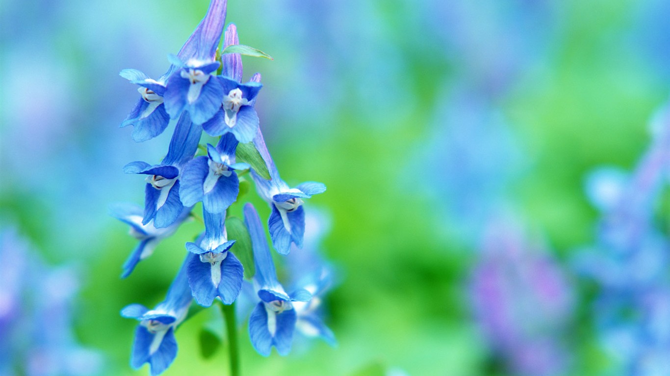 山花爛漫壁紙專輯 #10 - 1366x768