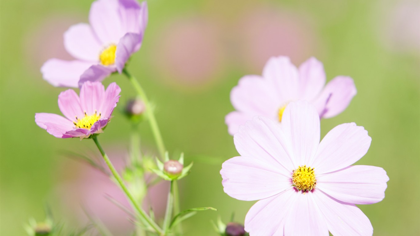 山花爛漫壁紙專輯 #17 - 1366x768