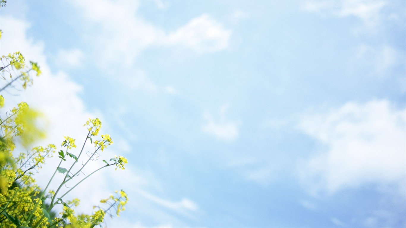 山花爛漫壁紙專輯 #18 - 1366x768