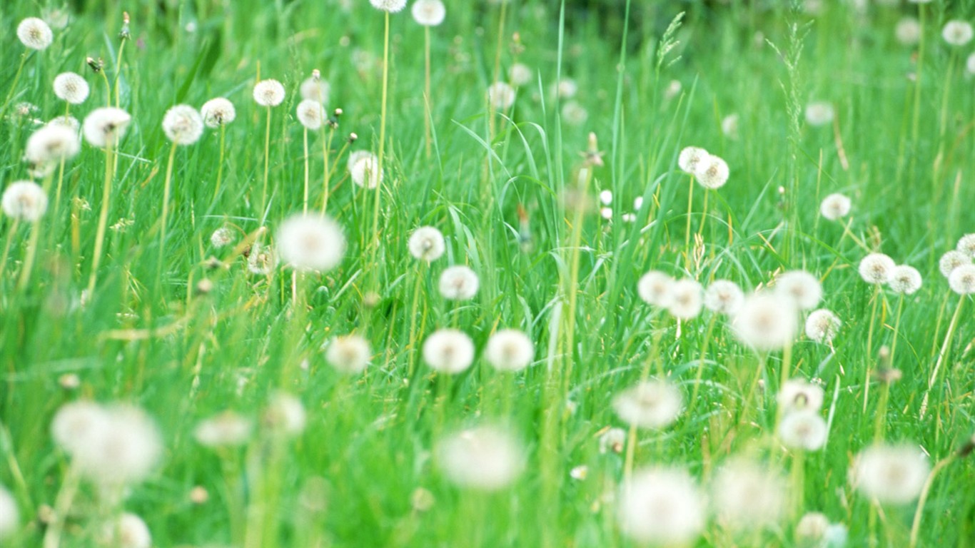 山花爛漫壁紙專輯 #22 - 1366x768