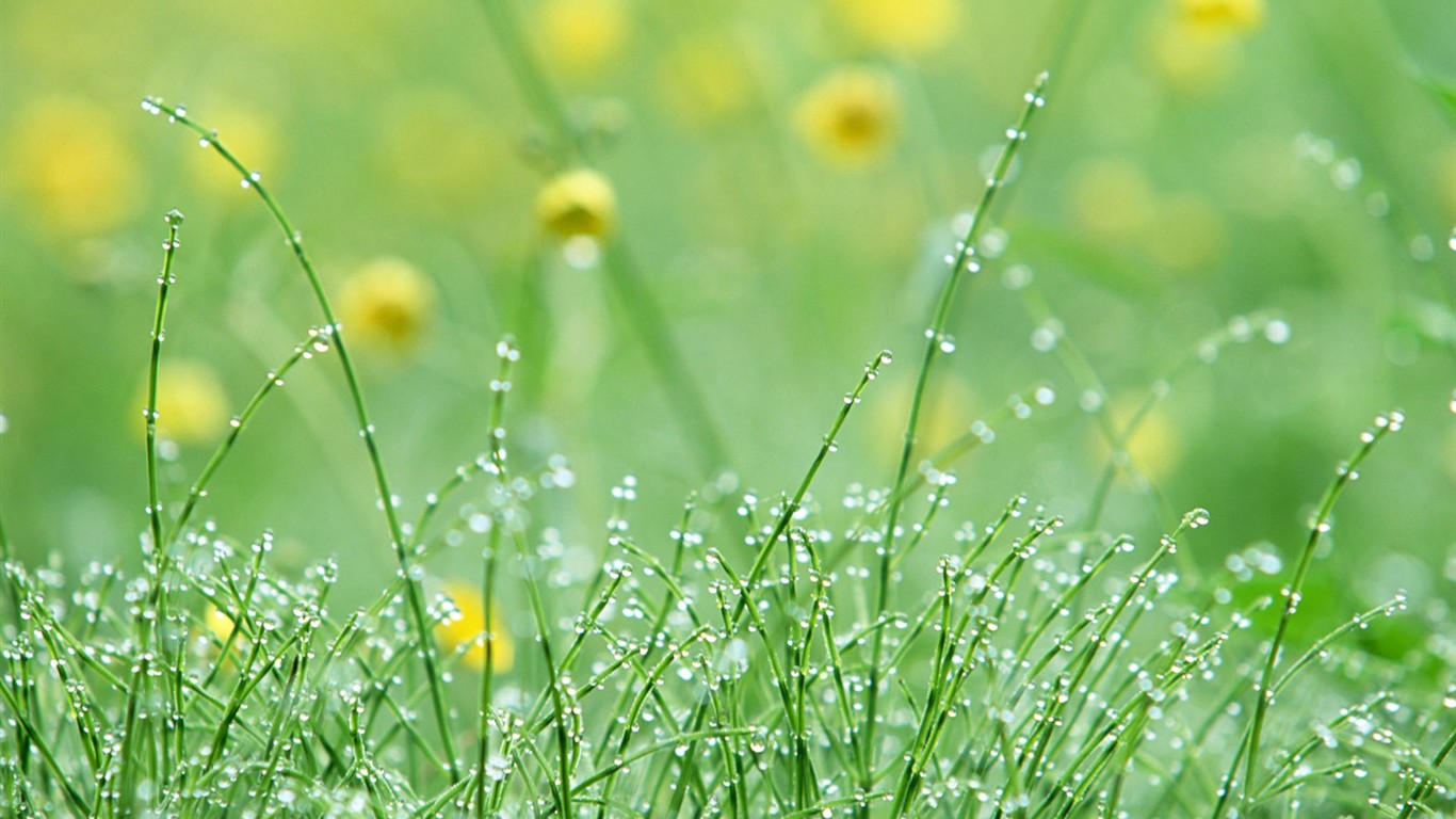 山花爛漫壁紙專輯 #25 - 1366x768