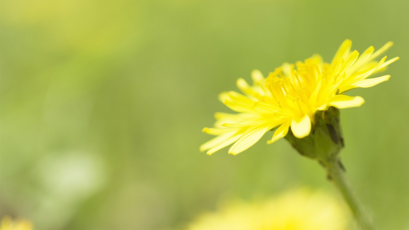 山花爛漫壁紙專輯 #26 - 1366x768