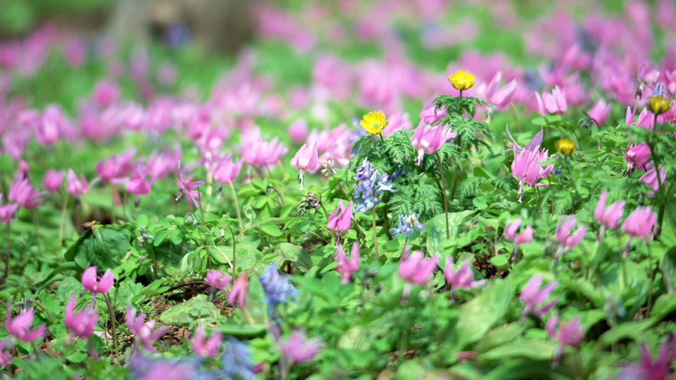 山花爛漫壁紙專輯 #27 - 1366x768