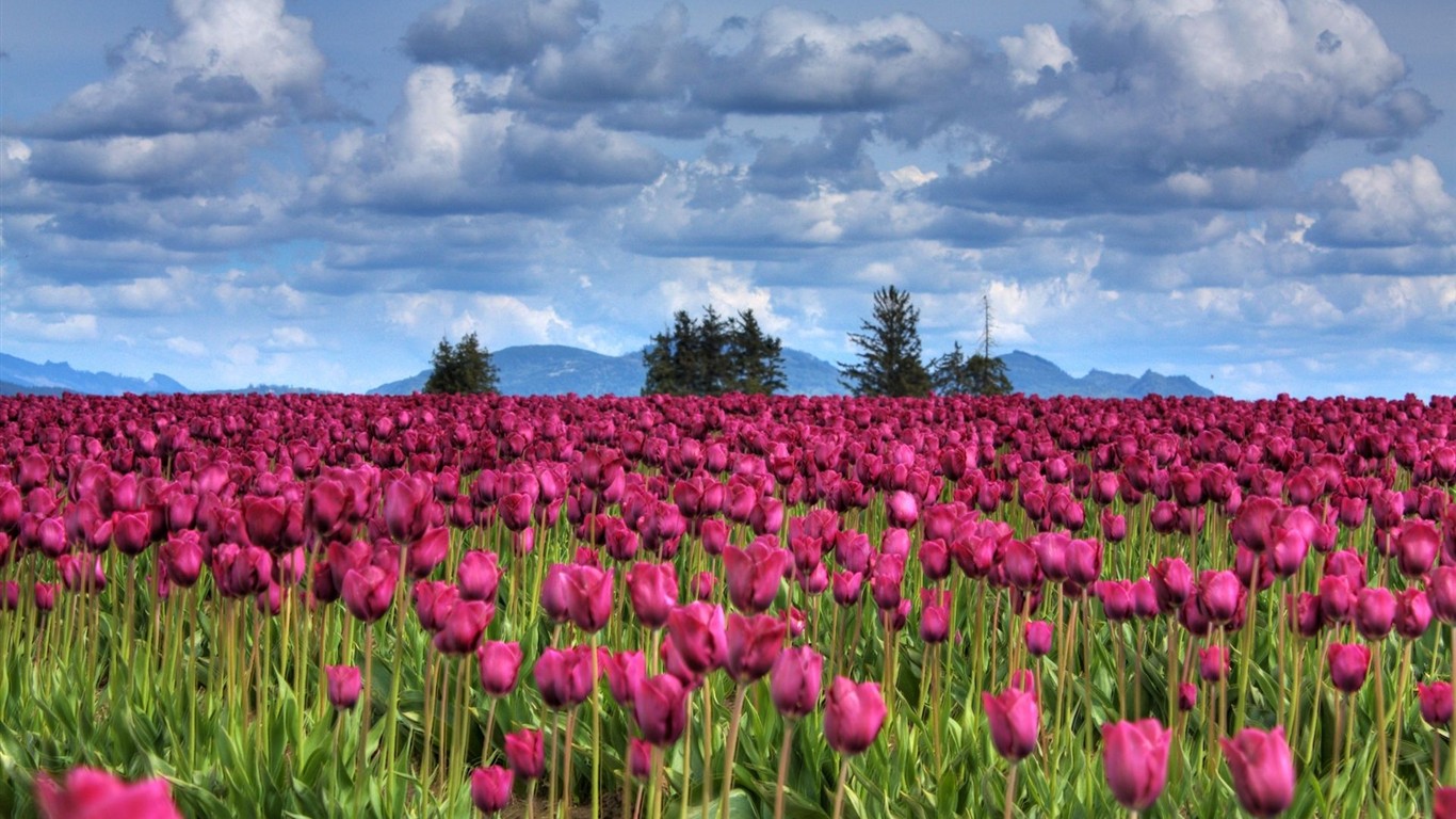 Fond d'écran haute définition de fleur #3 - 1366x768