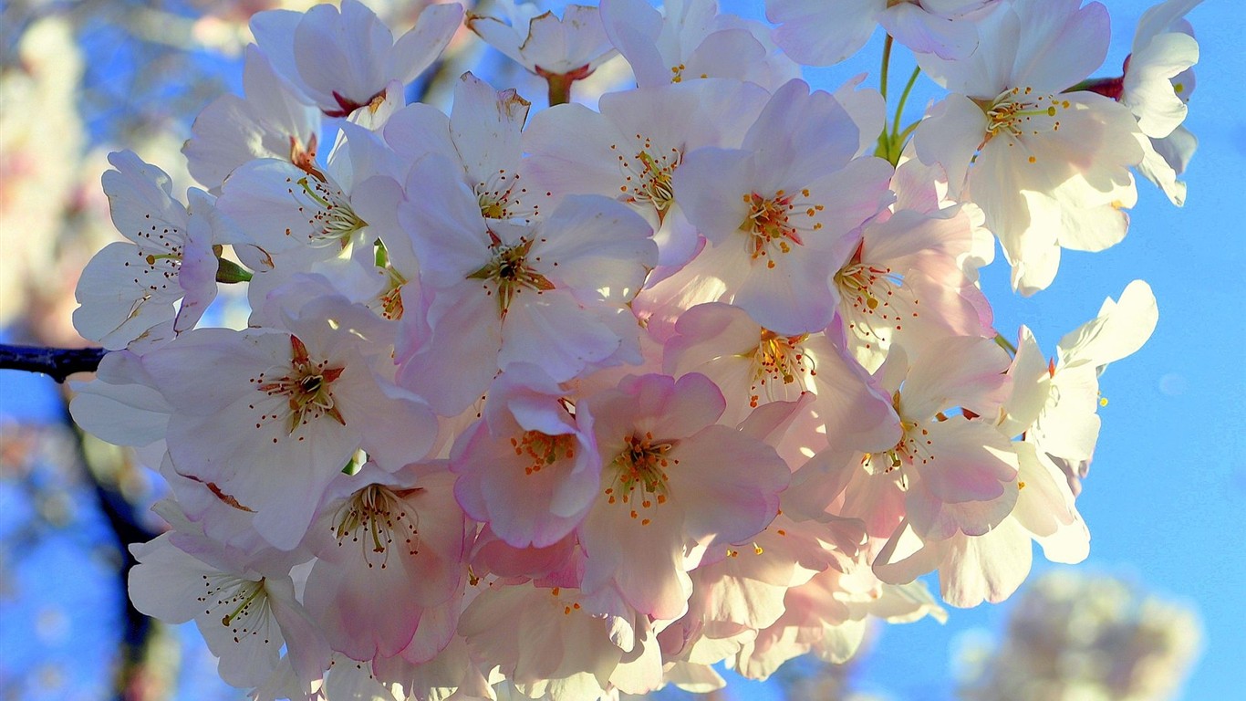 高清晰花朵壁紙 #8 - 1366x768