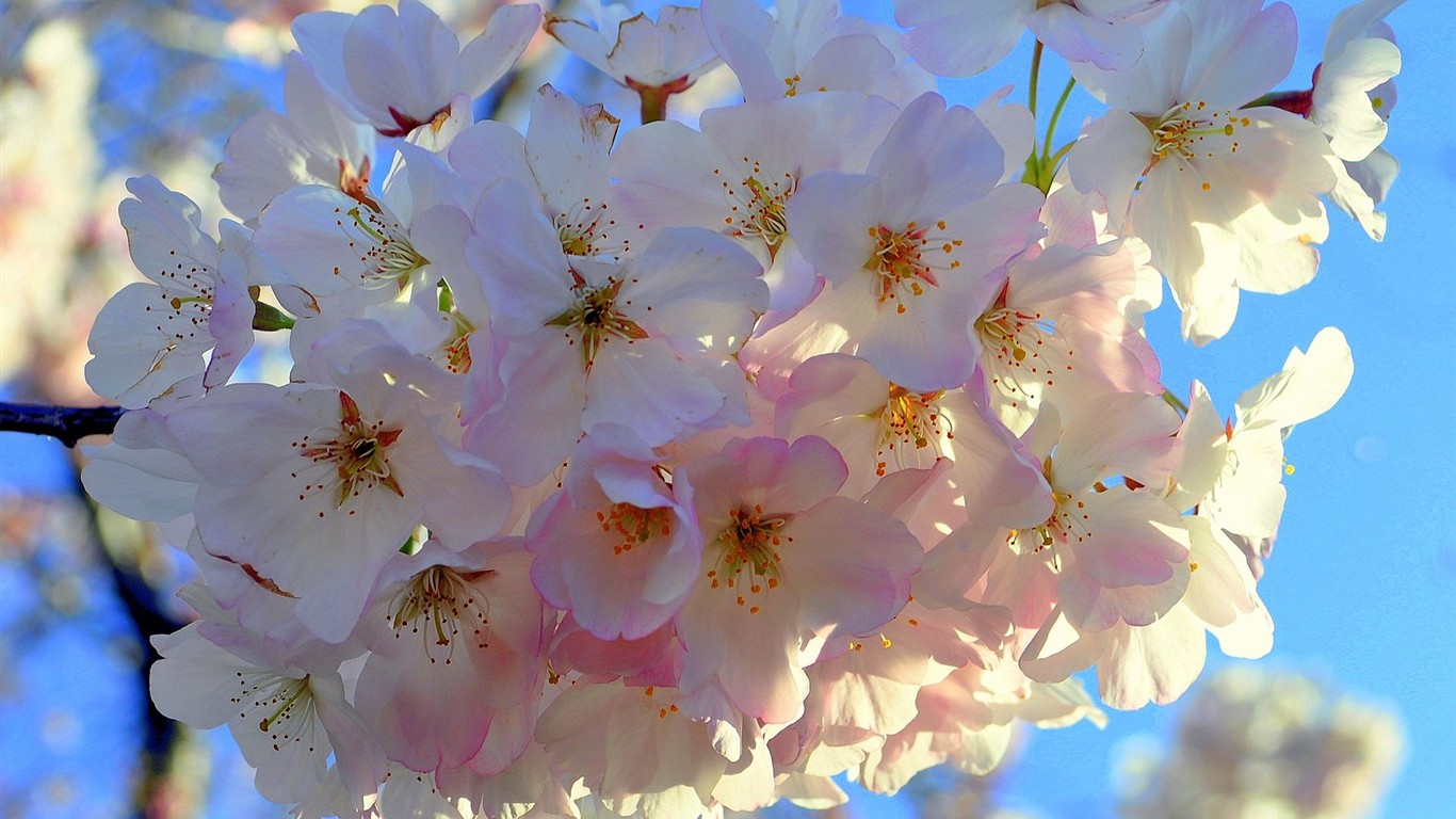 高清晰花朵壁纸8 - 1366x768