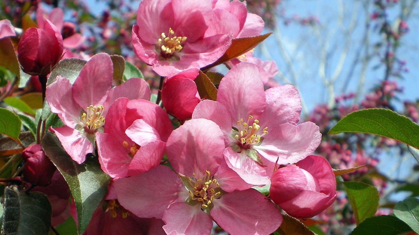 高清晰花朵壁紙 #9 - 1366x768