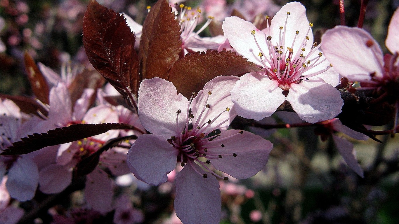 Fond d'écran haute définition de fleur #10 - 1366x768