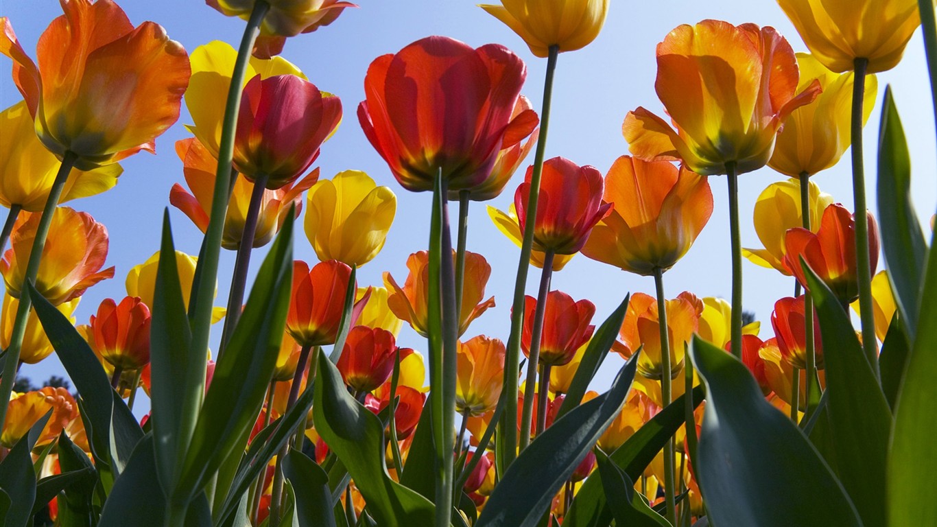 Fond d'écran haute définition de fleur #11 - 1366x768