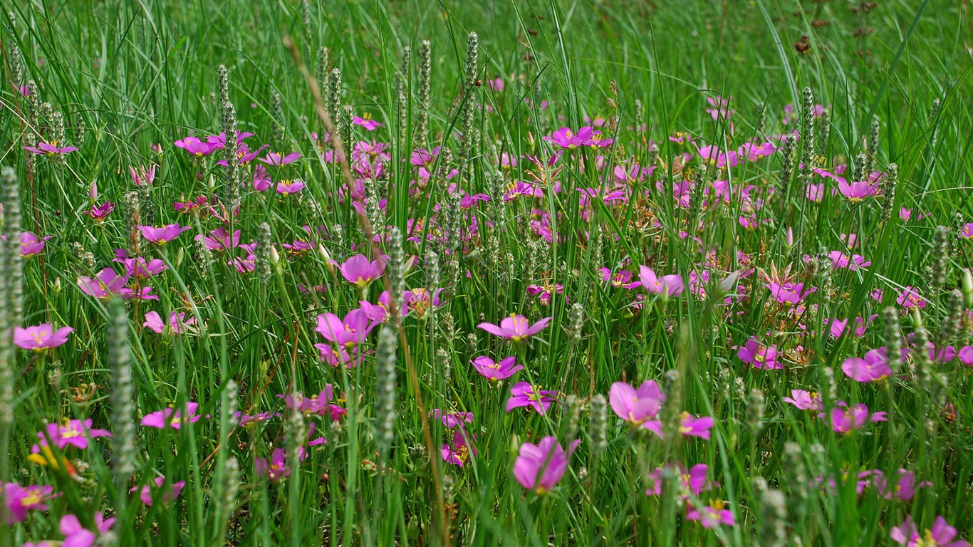 Fond d'écran haute définition de fleur #13 - 1366x768