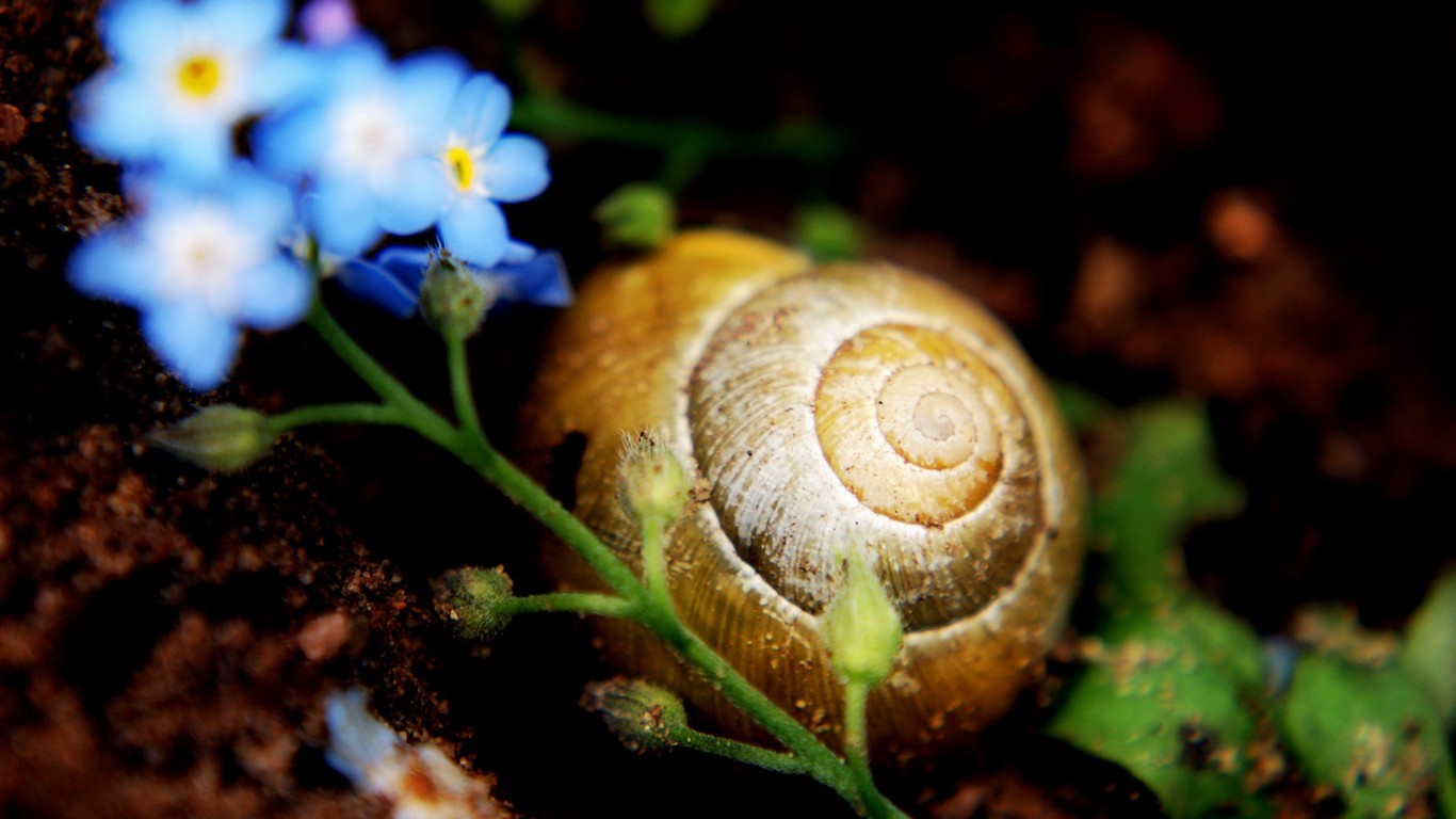 Fond d'écran haute définition de fleur #14 - 1366x768